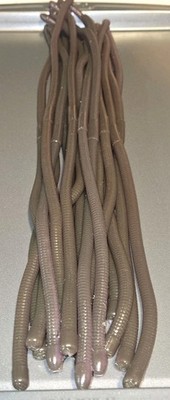 16'' Spagetti Worm 12 Pack - Dopamine color shifting- Similar to G Crazy Bass