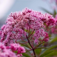 Hemp Agrimony Eupatorium Cannabinum 800 seeds +FREE REUSABLE PLANT LABEL