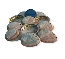 Red Abalone Sea Shell One Side Polished Beach Craft 2" - 3" (3 pcs) #JC-020