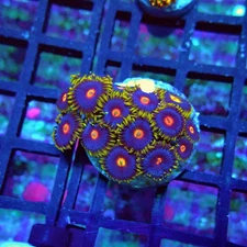 WYSIWYG - Ultra Zoas Frag