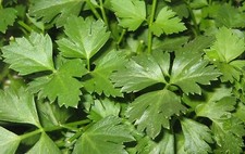 Prezzemolo di Amsterdam - Prezzemolo - 250+ semi AROMATICI e FINE! F 092