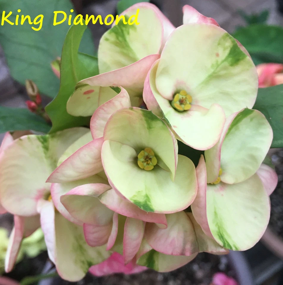 Euphorbia Milii KING DIAMOND Crown of Thorns Corona de Cristo Thai Hybrid Rare - Image 3 of 4