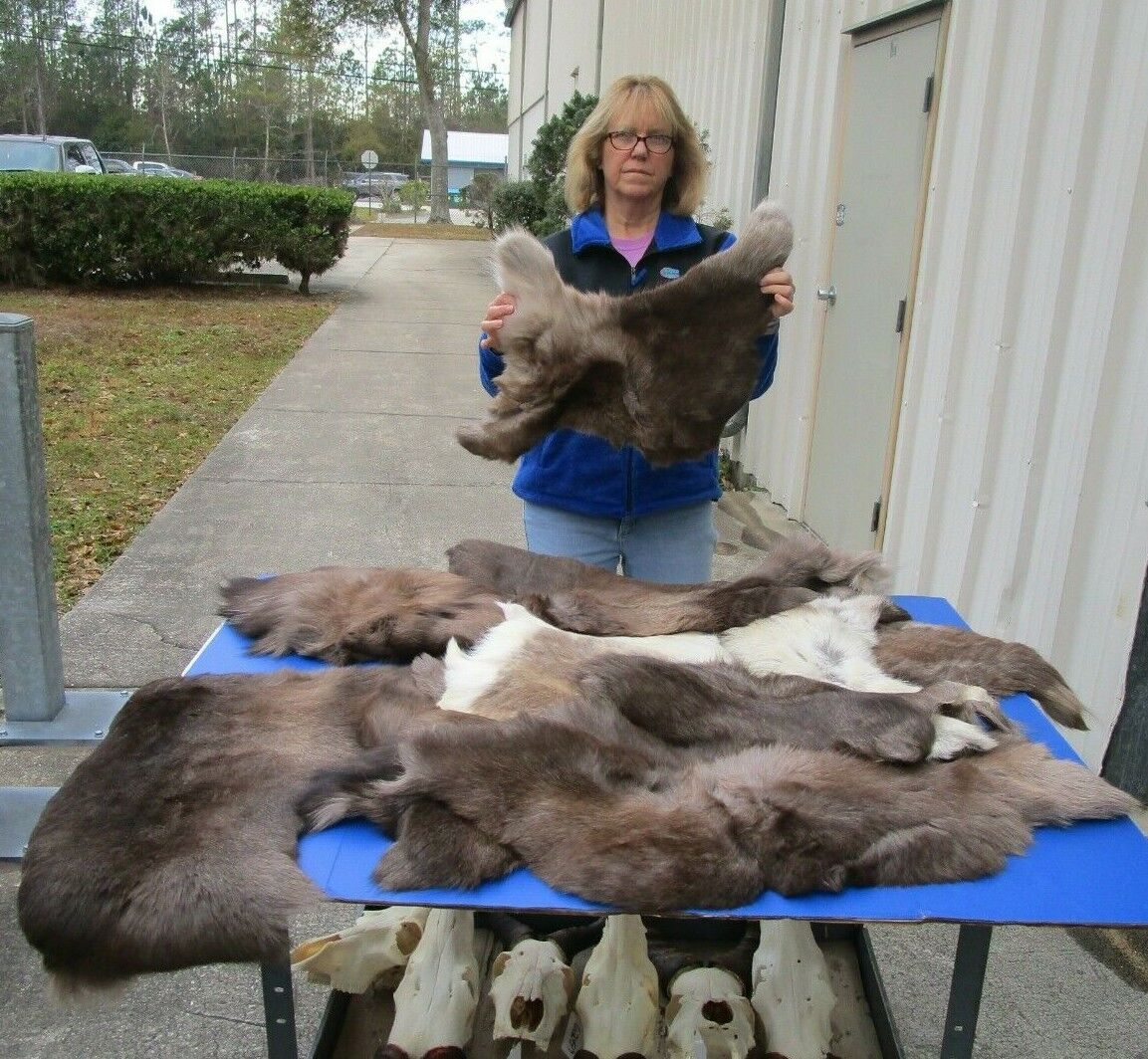 10 piece lot of scrap pieces of Reindeer hide/fur pelt, caribou # 45077