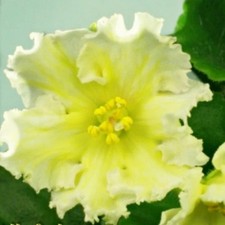 African Violet Plant EK Lemon Slices Starter - Rare
