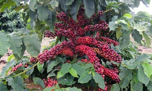 100% JAMAICAN BLUE MOUNTAIN COFFEE BEANS PEABERRY DARK ROASTED 2 POUNDS - Picture 22 of 23