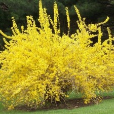 Forsythia viridissima - forsizia (Alveolo forestale) - 30-40cm