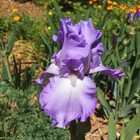 Tall bearded Iris rhizome "MARY FRANCES"  Larry Gaulter  1973  AWARDS! — photo 2