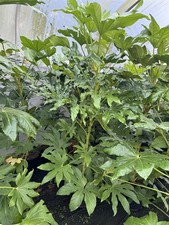 Fatsia Japonica Extra Large 3.5-4ft Evergreen Shrub 7.5L Pot By Direct Plants