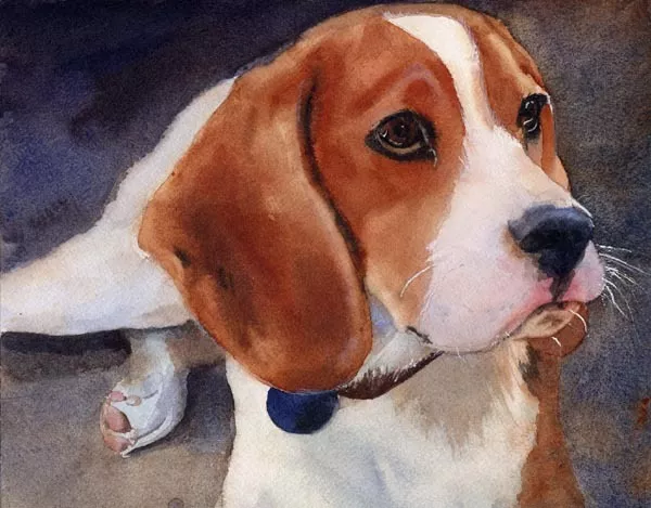 Beagle watercolor painting 2025