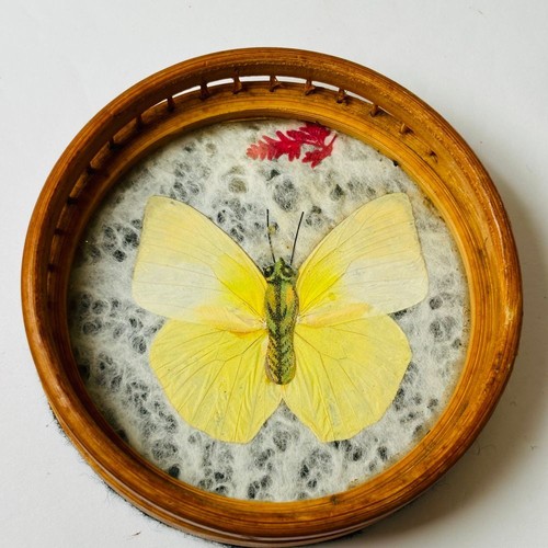 Set 6 Vintage Wood Coasters Pressed Butterflies 1970s Boho Wicker Rattan - Imagen 11 de 13