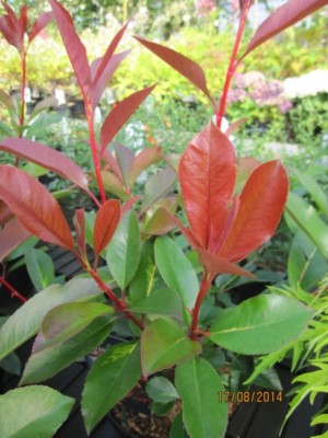 Photinia fraseri Red Light - Glanzmispel Red Light | eBay.de