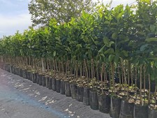Agrumi a Casa Tua: Piante di Arancio, Limone, Mandarino....