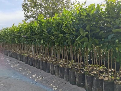 VIVAI PIANTE GINO LA ROSA Agrumi a Casa Tua: Piante di Arancio, Limone, Mandarino....