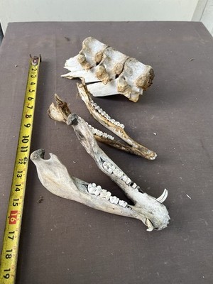 Real South Texas Lower Pig Hog Jaw Pig Vertebrae Lower Deer Jaw