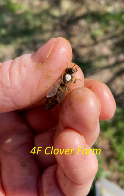 Live Carniolan Caucasian Italian Hybrid Honey Bee Queen Marked Laying Ship 7/27