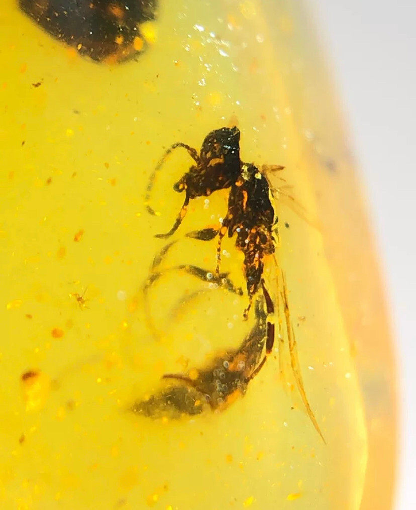 Fossil burmite Cretaceous Burmese amber bee insect Fossil amber Myanmar