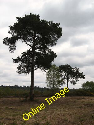 Foto 12x8 Ludshott Common Headley den Aussichtspunkt hinunter bekannt als Kathedrale P c2013