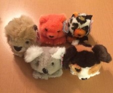 5 Swibco Puffkins: Mango, Aussie, Sherlock, Callie, and Lancester