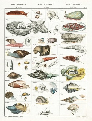 Schnecken snails Limax Conus Bulimus Physa engraving Oken Stahlstich 1830