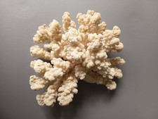 Echte Koralle Farbe Creme