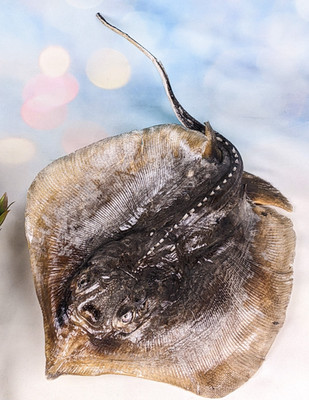 Lg Stingray Fish Ray Nautical Taxidermy Oddity Curiosity specimen craft marine
