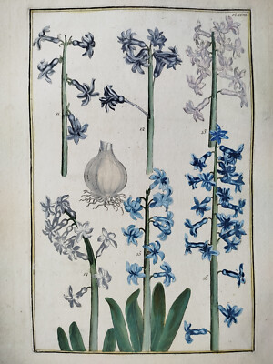 Beautiful Flowers Plate 27 - Large Print David Rabel Theatrum Florae - 1771