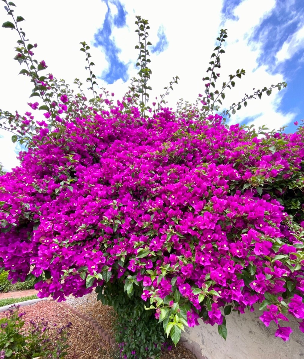 Bougainvillea Fushia, 6 cuttings from GORGEOUS Tree For Planting
