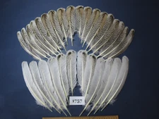 30 Pcs Natural Turkey Wing Feathers, Fly Tying Materials, Long Feathers. (1757)