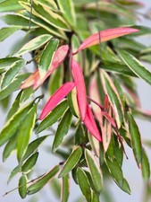 Hoya lori lyn [r21a017] 1 maceta, 3 plantas, 10-12 pulgadas ¡¡Raro!!!