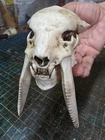 Barioth Skull "Hunters of Monsters" Articulated Jaw