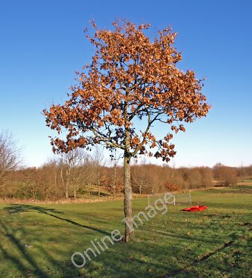 Linwood Tree Photo 6x4 Oak Tree, Linwood Linwood/NS4464 On recreation ground near ...