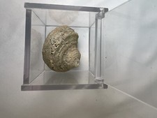 Fossil Mit Schnecke Fossil Mit Behälter