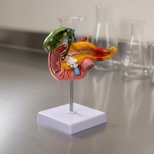 Digestive System Pathology Model Long-Lasting PVC Material for Classroom