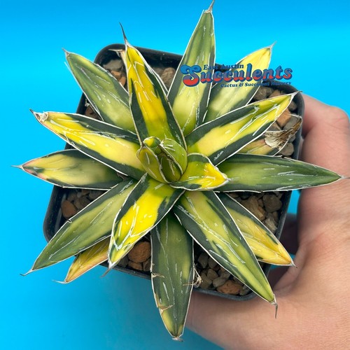 Agave victoria reginae variegated 'Sun King' (466) Live Rooted Succulent