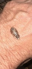 Porcellio Laevis "Marbled" Isopods 20 Count for bioactive terrarium
