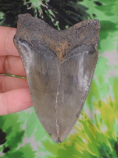 Megalodon Sharks Tooth 3 1/2" inch NO RESTORATIONS fossil sharks teeth tooth