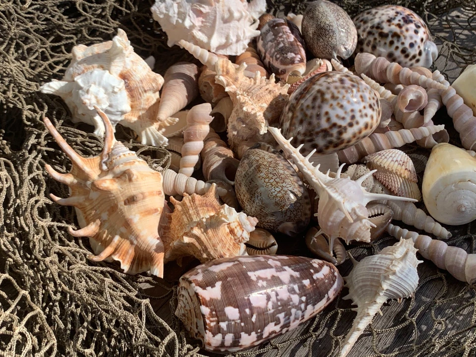 Large Beautiful Seashells Sea Shells 1 Kilo Best Value & Price FREE Ship! - Image 2 of 4