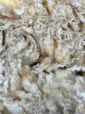 Raw Cotswold Unwashed Sheep Fleece Wool 1kg