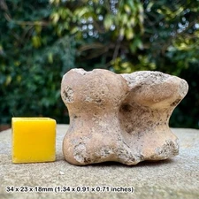 White-tailed deer vertebra – odocoileus virginianus – pleistocene fossil –