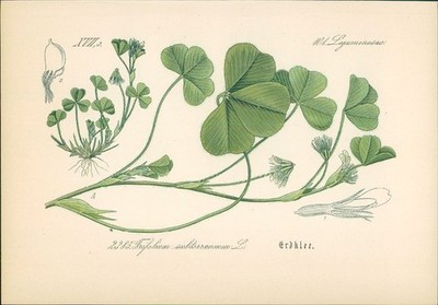 Chromolithographie : Erdklee. Bodenfrüchtiger Klee. Trifolium subterraneum L. Le
