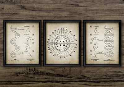 DNA and RNA Genetic Code Print Set Of 3, Genetics, Biochemistry Wall Art
