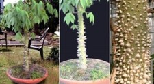 Jetzt pflanzen ! Kapok - Baum Ceiba pentandra für draußen den Garten Bäume Samen