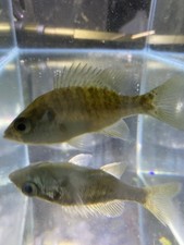 5 Bluegill Bream 2-4 Inch 5 Fish