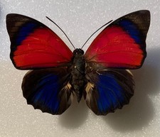 Agrias claudina croesus - AgriasButterflies.com