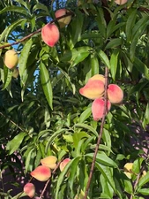 12 FLORIDA Peach Fruit Tree Seeds,  100% ORGANIC Non GMO PEACH DURAZNOS 2025