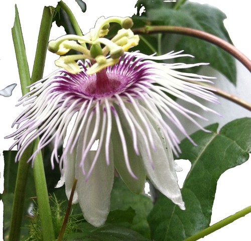 Pianta Di Maracuja Purple Passiflora Edulis X Colvillii