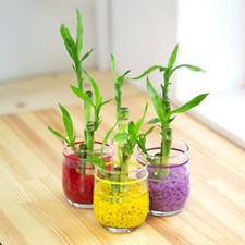 1 Lucky Bamboo Ribbon Plant in Colour Vase-3 Stalks House Office Decor Feng Shui