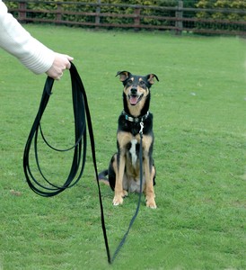 long line dog leash