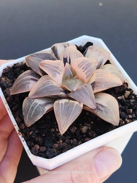 Haworthia Magnifica var Atrofusca variegated succulent plant
Opens in a new window or tab