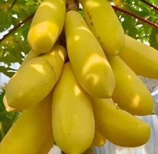 26 seeds/packet, mini potted Golden papaya Free shipping